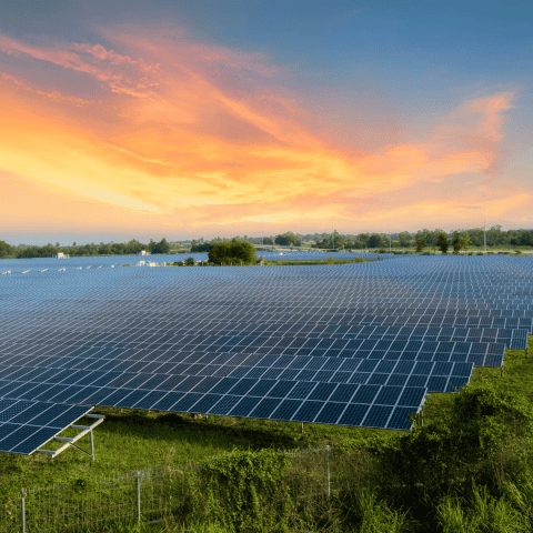 Field of Solar Panels